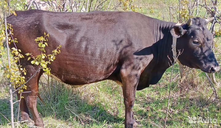 Продаётся телки и нетель черно-пёстрой породы