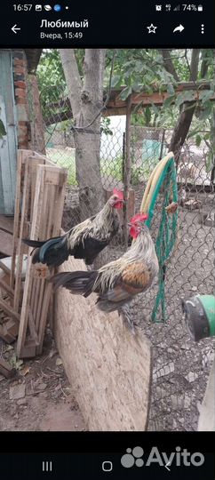 Карликовые петухи