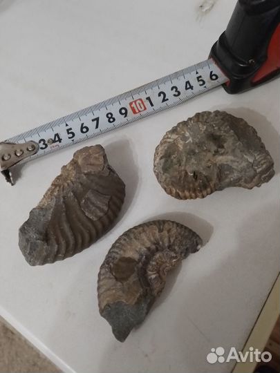 Бюджетные Аммониты Одним Лотом