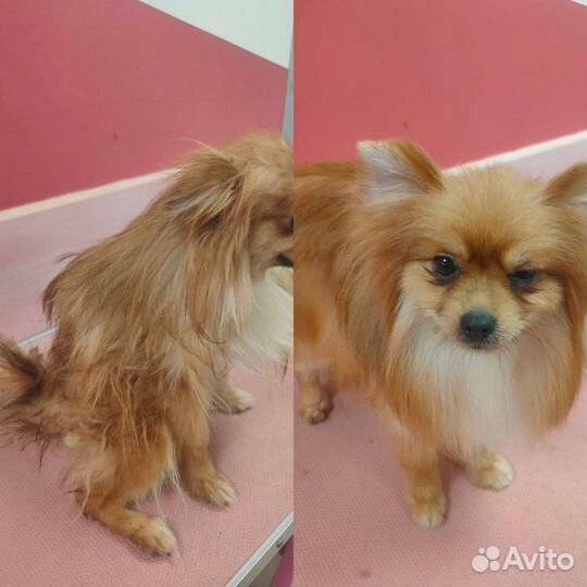 Модель на груминг