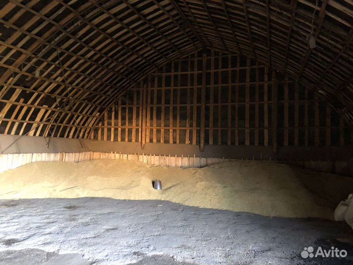 Зерно ячменя