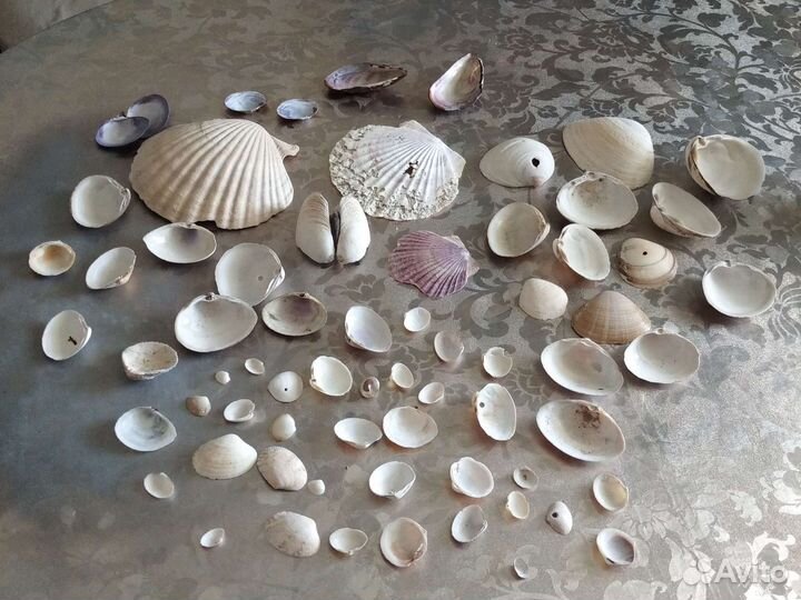 Морские ракушки раковины (набор)
