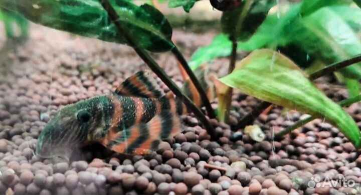 Номерной сомик-397