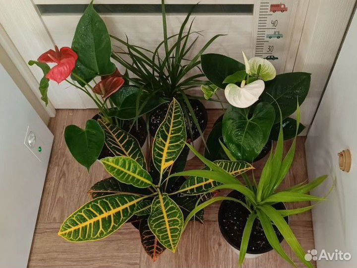 Антуриум, кротон, драцена, панданус