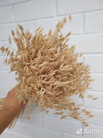 Сухоцветы овес