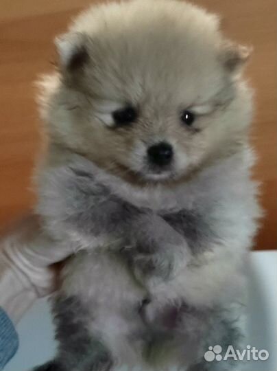 Померанские шпицули