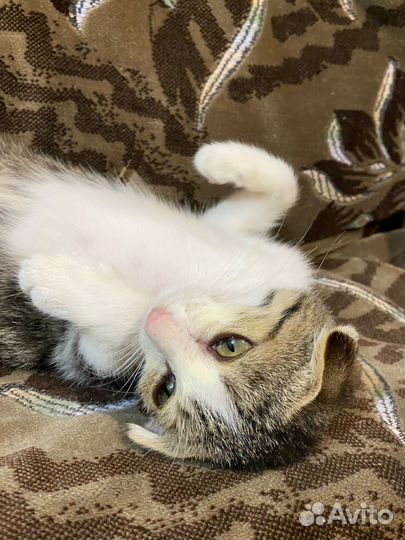 Котенок в добрые руки