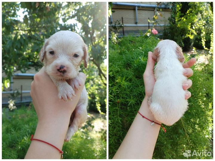 Щенки русского спаниеля