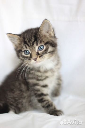 Мужичок пуховичок ищет дом