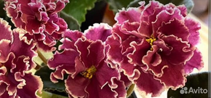 Фиалки детки