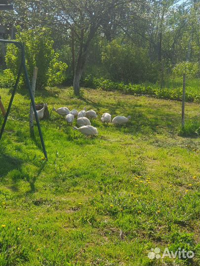 Цесариные яйцв