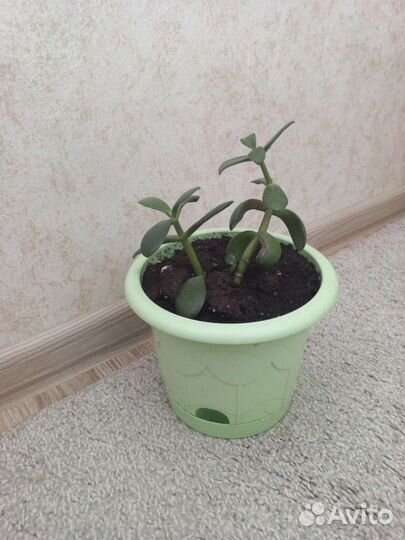 Цветок Толстянка