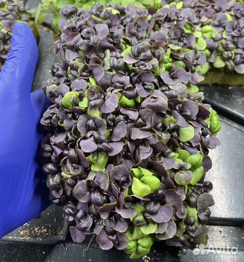 Микрозелень Базилик фиолетовый