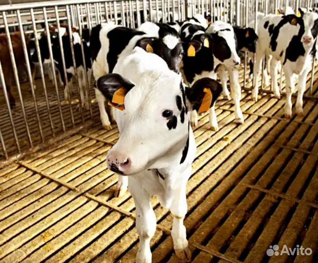 Телята бычки разных пород