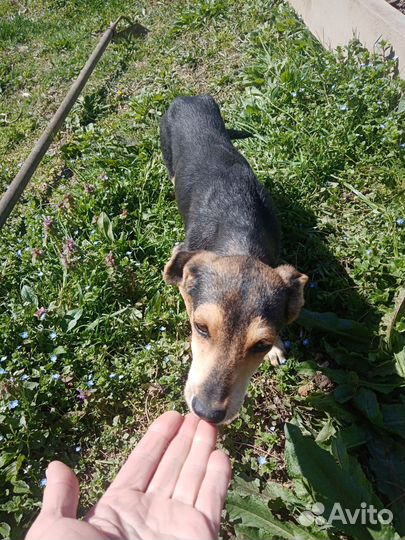 Маленькие дворняжки