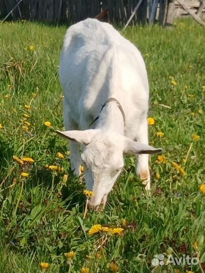 Семья зааненских коз