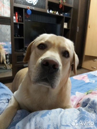 Вязка Лабрадора