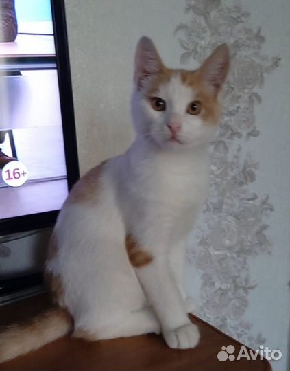 Котенок в добрые руки