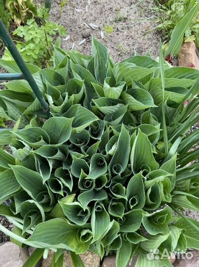 Хоста разных сортов