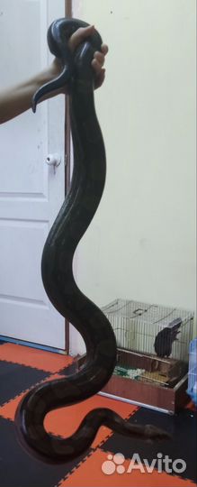 Императорский удав