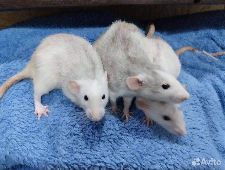 Крысята Дамбо Хаски на подарок