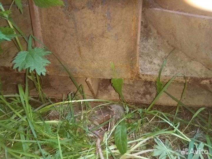 Трактор тдт 55 +Лесной плуг Пл 1