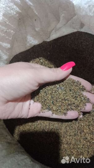 Семена люцерны