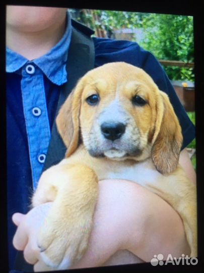 Щенки бигль