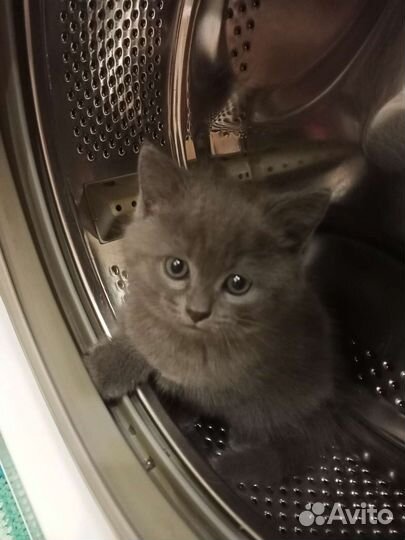 Котенок в добрые руки