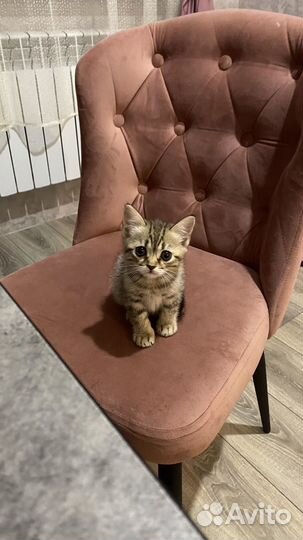 Шотландская кошечка