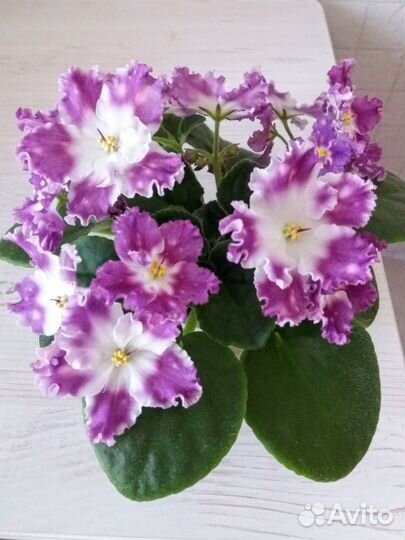 Фиалки сортовые