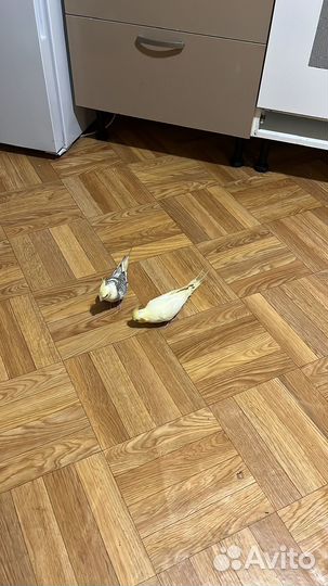 Попугай корелла