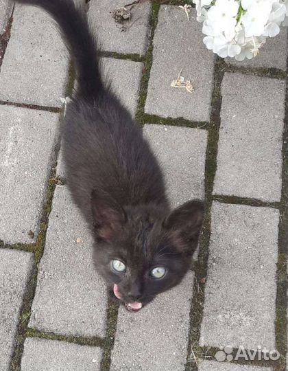 Ласковый котёнок девочка