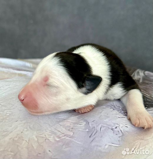 Щенок бордер колли девочка