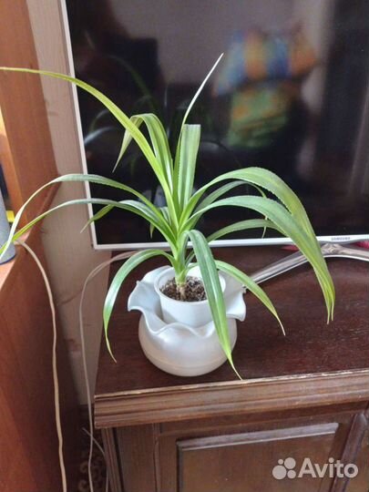 Домашние растения, разные виды