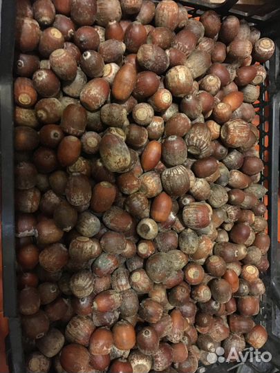 Желуди каштаны семена