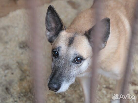 Спокойная взрослая собака мечтает о доме