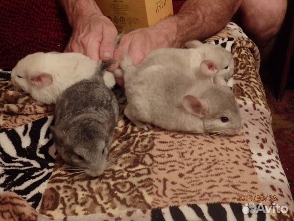 Цветные шиншиллы