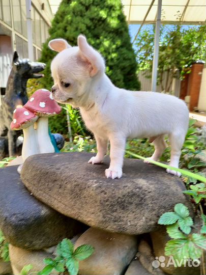 Эксклюзивный щенок Чихуахуа