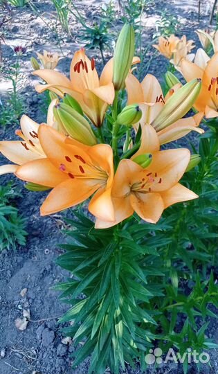 Цветы. Лилии