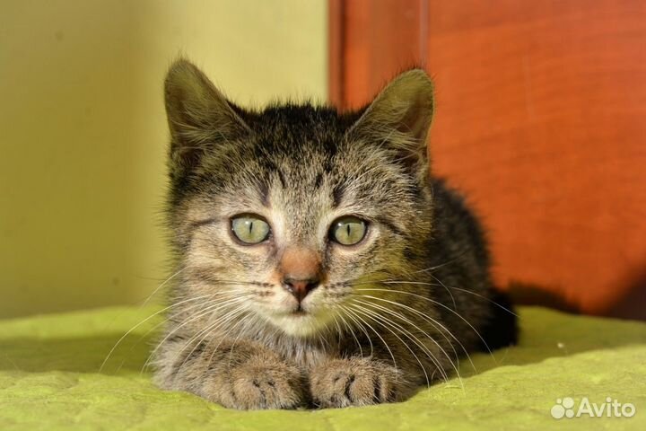 Котенок девочка очень ласковая мечтательная 2 мес