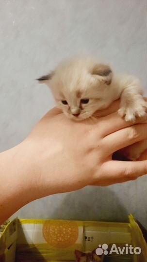 Котята