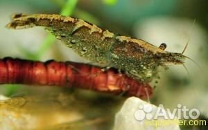 Креветки - сакура, желтая, синяя, жемчуг, аманки