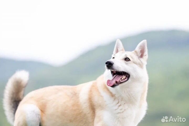 Красотка Белла ищет дом