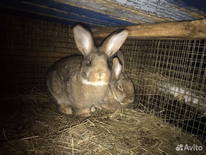 Кролики. Бургунцы и помесные