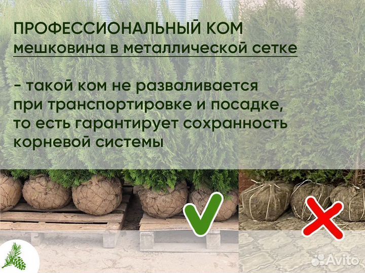 Туя Смарагд 130см от 15шт. Доставка