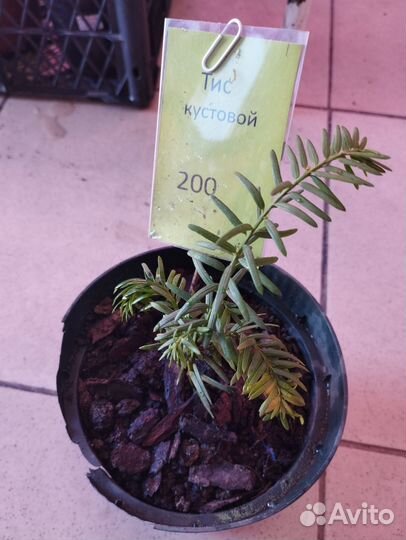 Рассада клубники, хвойники, многолетники