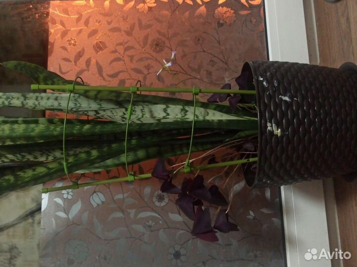 Комнатные цветы