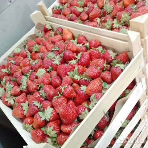 Клубника свежая