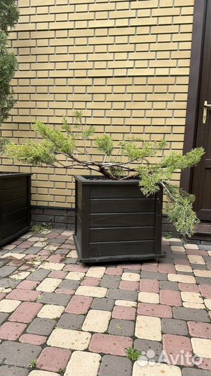 Можжевельник в стиле ниваки